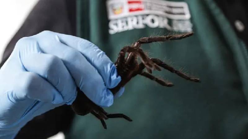 Örümcek kaçakçısı, vücuduna bağladığı 300 tarantulayla yakalandı